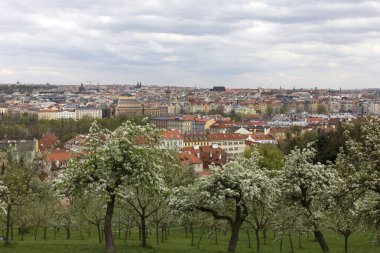 Doğa ve çiçekli ağaçlar, Çek Cumhuriyeti Prag şehir bahar yeşil ile görüntüleyin