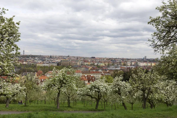 Zobrazit na jaře Prague City s zelené přírody a kvetoucích stromů, Česká republika — Stock fotografie