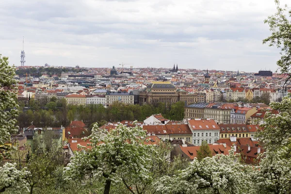 Doğa ve çiçekli ağaçlar, Çek Cumhuriyeti Prag şehir bahar yeşil ile görüntüleyin