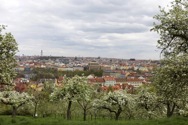 Doğa ve çiçekli ağaçlar, Çek Cumhuriyeti Prag şehir bahar yeşil ile görüntüleyin
