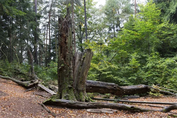 Vahşi sonbahar manzara çek İsviçre ile kumtaşı kaya, Çek Cumhuriyeti