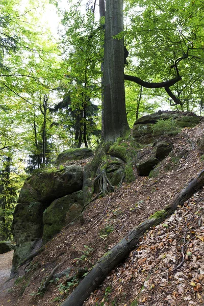 Vilda hösten landskap i tjeckiska Schweiz med sandsten klippor, Tjeckien — Stockfoto