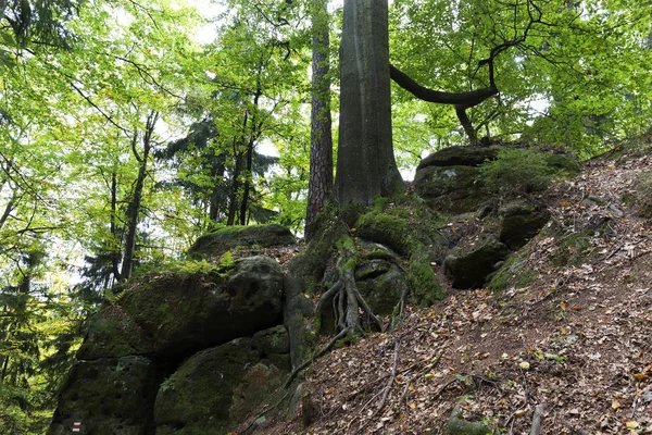 Vilda hösten landskap i tjeckiska Schweiz med sandsten klippor, Tjeckien — Stockfoto