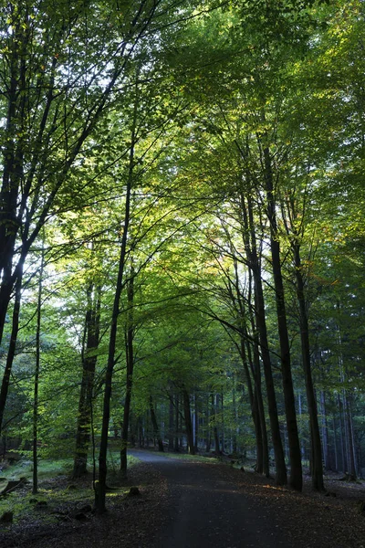 Осінній пейзаж у Чеська Швейцарія, Чеська Республіка — стокове фото