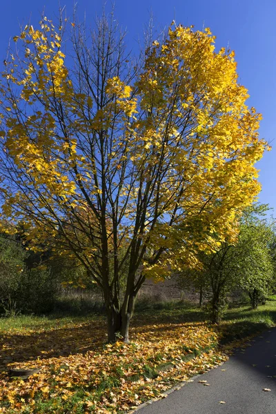 Renkli sonbahar yataydan Merkezi Bohemia, Çek Cumhuriyeti