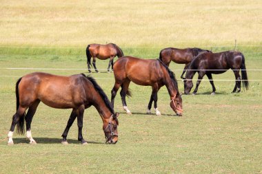 Yeşil mera üzerinde atlar