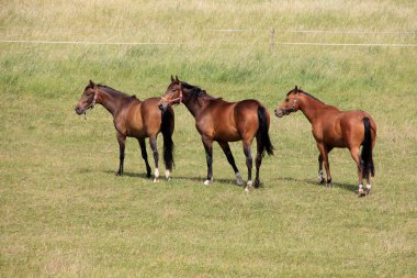 Yeşil mera üzerinde atlar