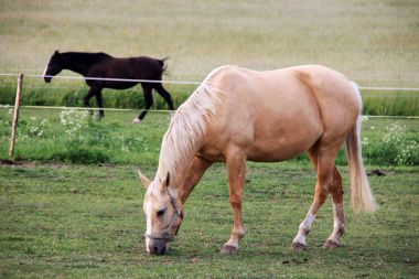 Yeşil mera üzerinde atlar