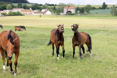 Yeşil mera üzerinde atlar
