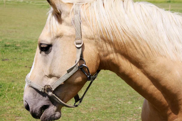 Caballos en el pasto verde —  Fotos de Stock