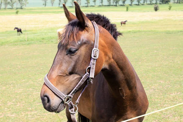 Chevaux sur le pâturage vert — Photo