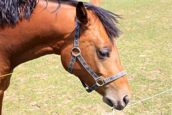 Chevaux sur le pâturage vert — Photo