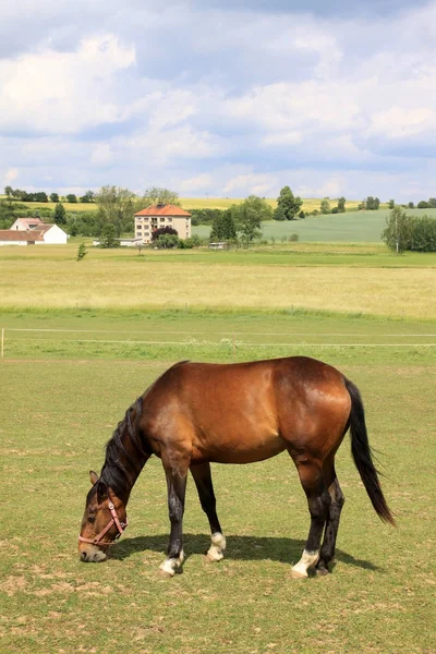 Лошади на зеленом пастбище — стоковое фото