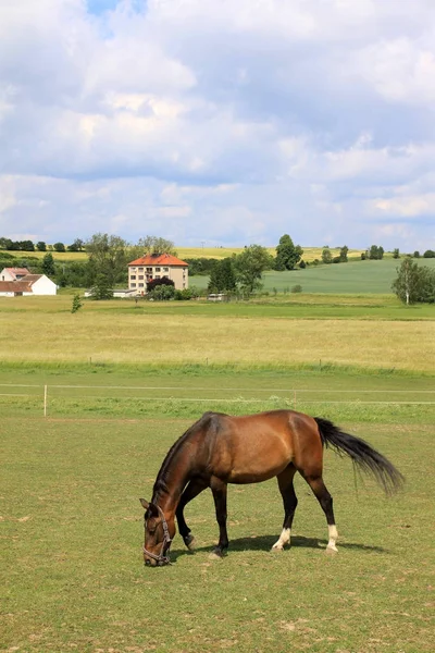 Na zielonej łące — Zdjęcie stockowe