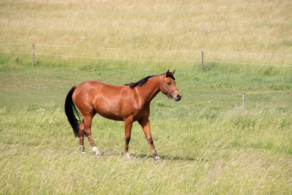 Hästar på gröna betet — Stockfoto