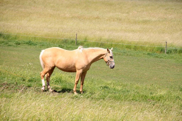 Άλογα για το πράσινο λιβάδι — Φωτογραφία Αρχείου
