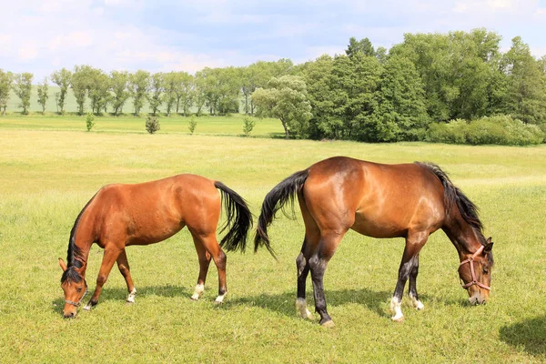 Hästar på gröna betet — Stockfoto