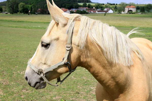 Caballos en el pasto verde —  Fotos de Stock