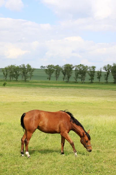 Hästar på gröna betet — Stockfoto
