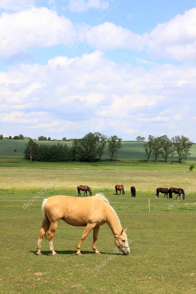 Horses on the green Pasture