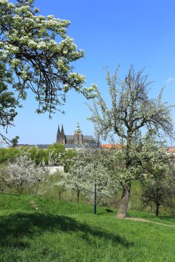 Bahar Prague City ile Gotik Kalesi ve yeşil doğa ve çiçekli ağaçlar, Çek Cumhuriyeti
