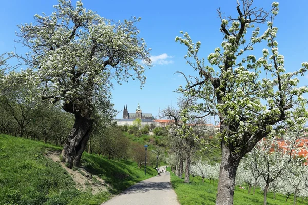 与哥特式城堡和绿色自然开花树木，捷克共和国布拉格春城 — 图库照片
