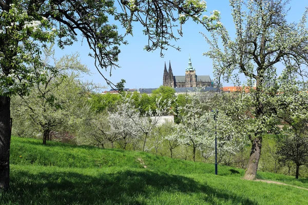 Spring Prague City com Castelo Gótico e o verde Natureza e Floração Árvores, República Checa — Fotografia de Stock