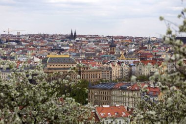 Doğa ve çiçekli ağaçlar, Çek Cumhuriyeti Prag şehir bahar yeşil ile görüntüleyin