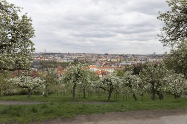 Doğa ve çiçekli ağaçlar, Çek Cumhuriyeti Prag şehir bahar yeşil ile görüntüleyin