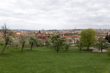 Doğa ve çiçekli ağaçlar, Çek Cumhuriyeti Prag şehir bahar yeşil ile görüntüleyin