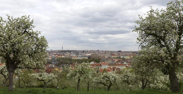 Vista Sobre Primavera Praga Cidade Com Verde Natureza Árvores Floridas — Fotografia de Stock