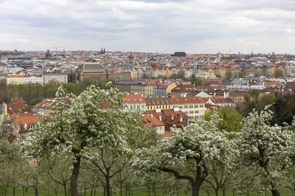 Переглянути Весну Празький Місто Зеленим Природи Квітучих Дерев Чеська Республіка — стокове фото