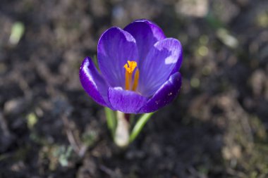 Menekşe Crocus detay