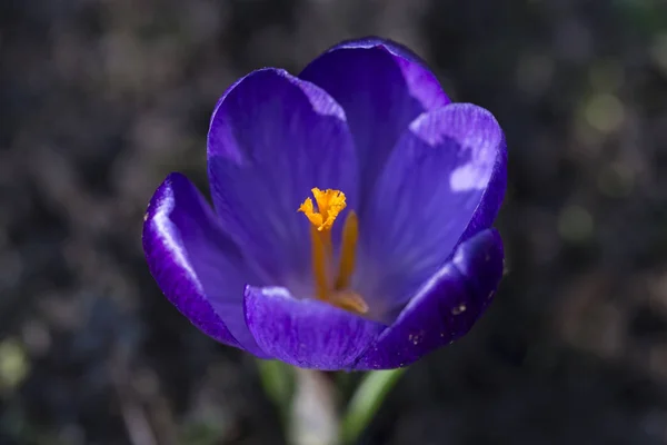 Detalhe Violeta Crocus — Fotografia de Stock