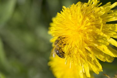 Sarı karahindiba yeşil doğa içinde üzerinde arı