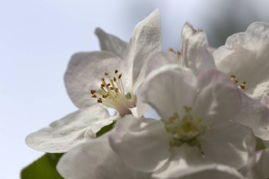 Elma Ağacı Çiçeğinin Ayrıntıları