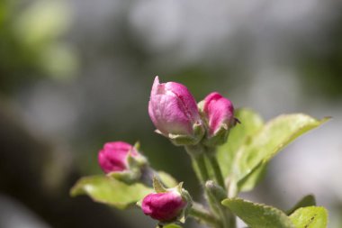 Elma Ağacı Çiçeğinin Ayrıntıları