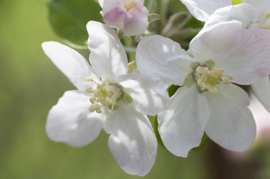 Elma Ağacı Çiçeğinin Ayrıntıları