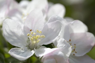 Elma Ağacı Çiçeğinin Ayrıntıları