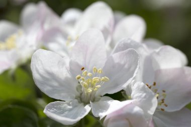 Elma Ağacı Çiçeğinin Ayrıntıları