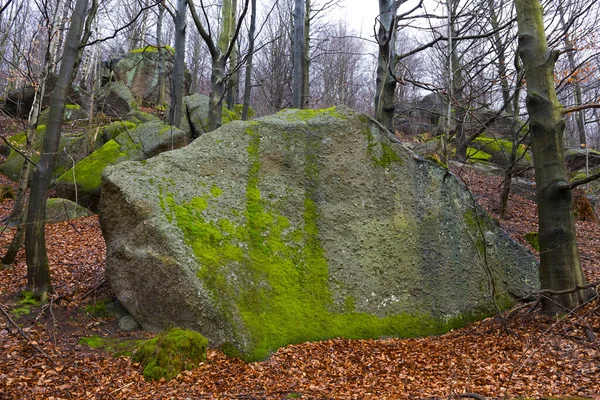 Kuzey Bohemya Ormanı Kayaları Ağaçları Jizera Dağları Çek Cumhuriyeti — Stok fotoğraf