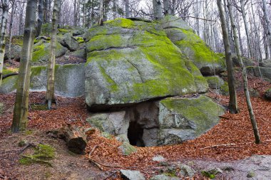 Kuzey Bohemya Ormanı Kayaları ve Ağaçları, Jizera Dağları, Çek Cumhuriyeti