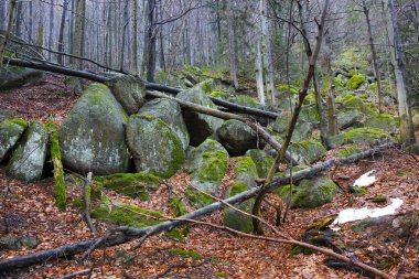 Kuzey Bohemya Ormanı Kayaları ve Ağaçları, Jizera Dağları, Çek Cumhuriyeti