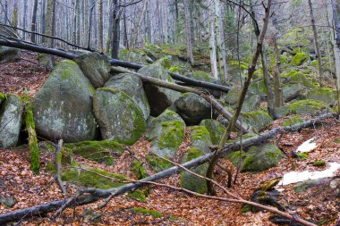 Kuzey Bohemya Ormanı Kayaları ve Ağaçları, Jizera Dağları, Çek Cumhuriyeti