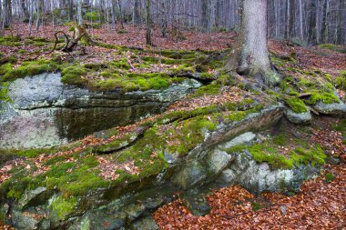 Kuzey Bohemya Ormanı Kayaları ve Ağaçları, Jizera Dağları, Çek Cumhuriyeti