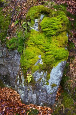 Kuzey Bohemya Ormanı Kayaları ve Ağaçları, Jizera Dağları, Çek Cumhuriyeti