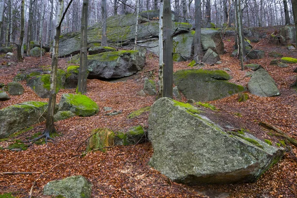 North Bohemia Forest Landscape Its Boulders Trees Jizera Mountains Czech — Stock Photo, Image