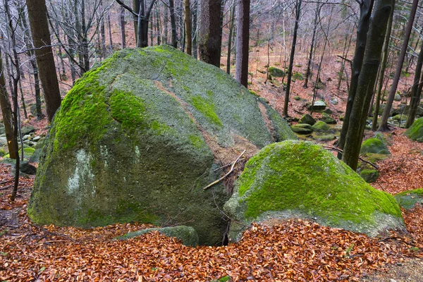 Kuzey Bohemya Ormanı Kayaları Ağaçları Jizera Dağları Çek Cumhuriyeti — Stok fotoğraf