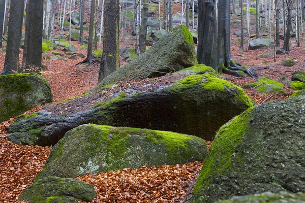 North Bohemia Forest Landscape Its Boulders Trees Jizera Mountains Czech — стокове фото