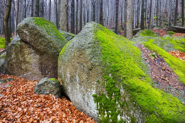 Kuzey Bohemya Ormanı Kayaları Ağaçları Jizera Dağları Çek Cumhuriyeti — Stok fotoğraf